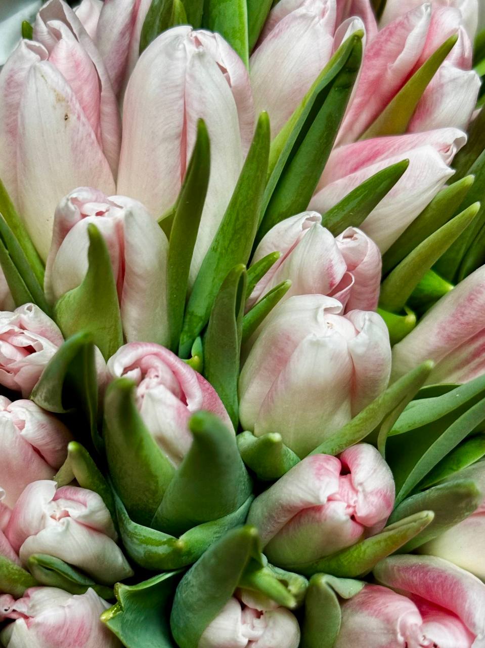 Срезка Тюльпан Бьюти