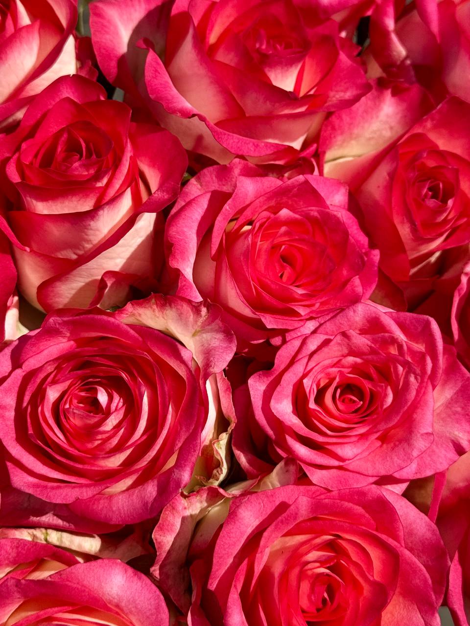 Срезка Роза Джумелия 60 см