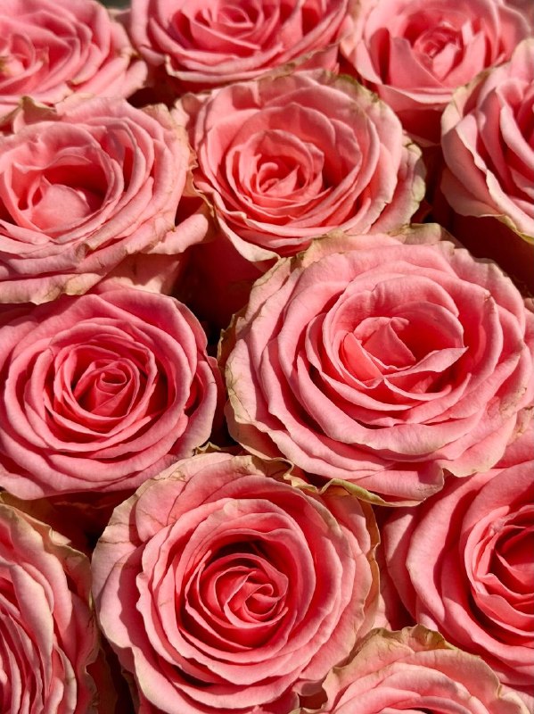 Срезка Роза Софи Лорен 60см