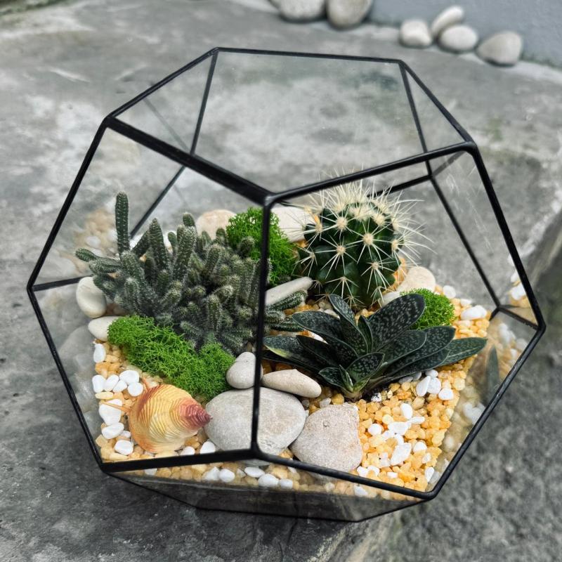 МК флорариум (кактусы)