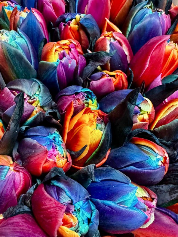 Срезка Тюльпан Радужный