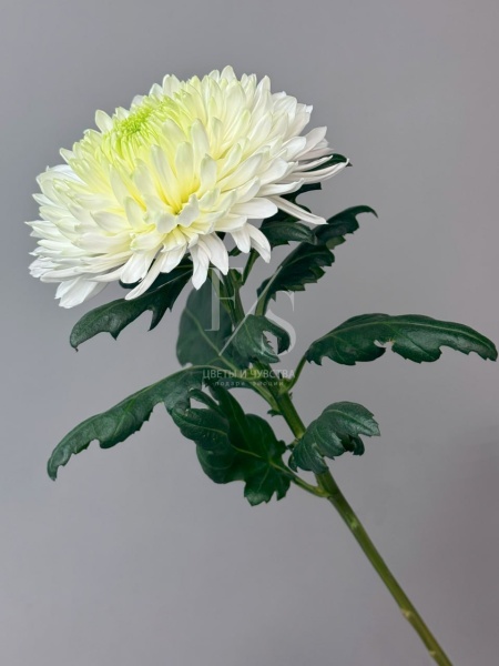 4fa35260-c205-4f13-830d-fb8839b3f063