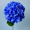Синяя гортензия (3)