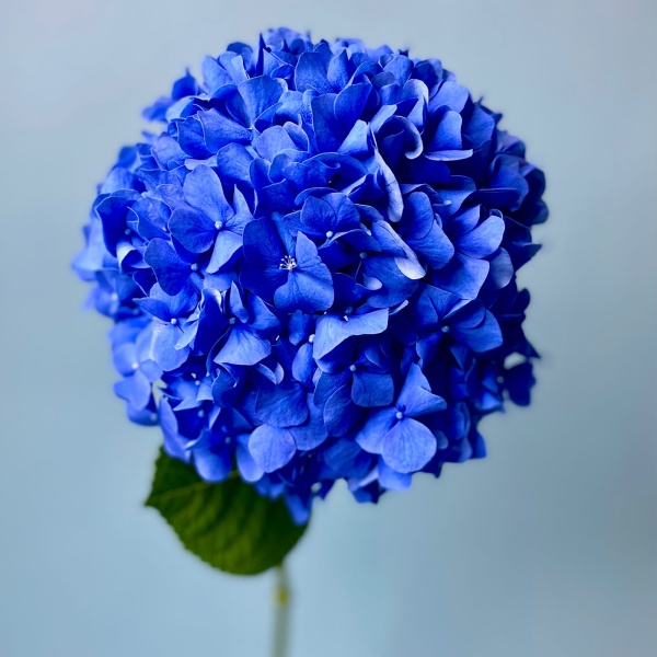 Синяя гортензия (3)