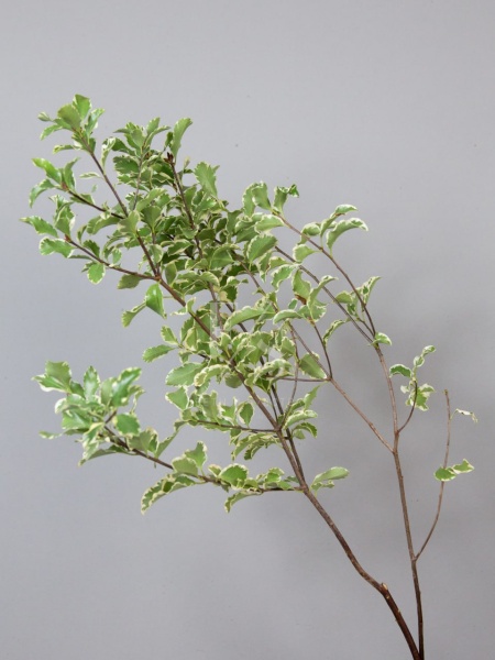 831f33d7-008c-4c4b-9558-20dea467f2c9