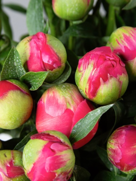 пион корал шарм (1)