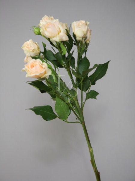 f822be75-efe4-4aea-ba8f-2115ddbab462