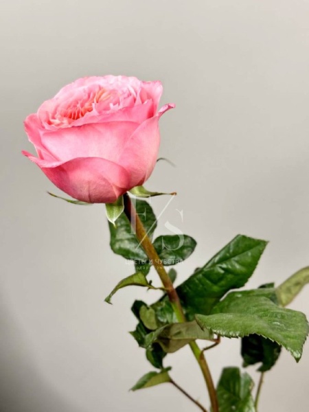 пинк экспрешн