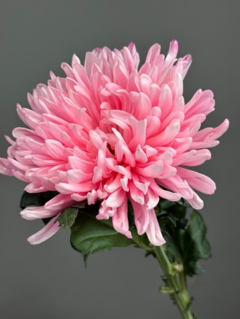 c8fcf9ba-562f-473c-91cb-3c848d7a91b0