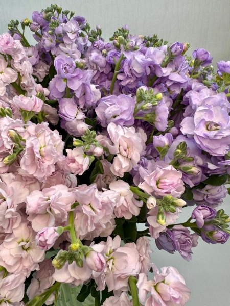 ba6f1f9b-6dab-4485-9212-9ddcd1550931