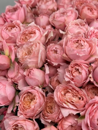 Срезка Роза КУСТОВАЯ Джульетта 50см (4)