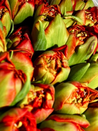 Срезка Тюльпан Женева (2)