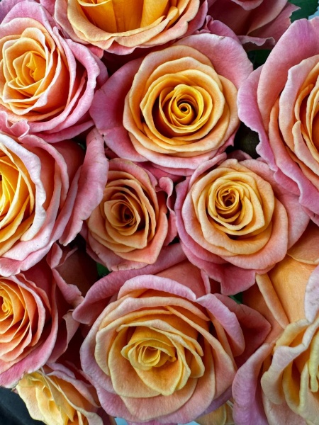 мисс пигги 60