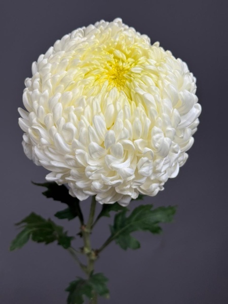 b081e110-5067-45b0-b0ca-f1067fb6416f