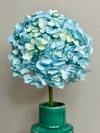 Срезка Гортензия Колумбия (2)