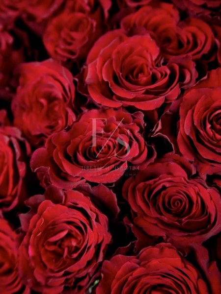 133489e9-8d51-461f-9314-68721b710d0c