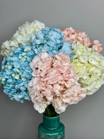 Срезка Гортензия Колумбия (5)