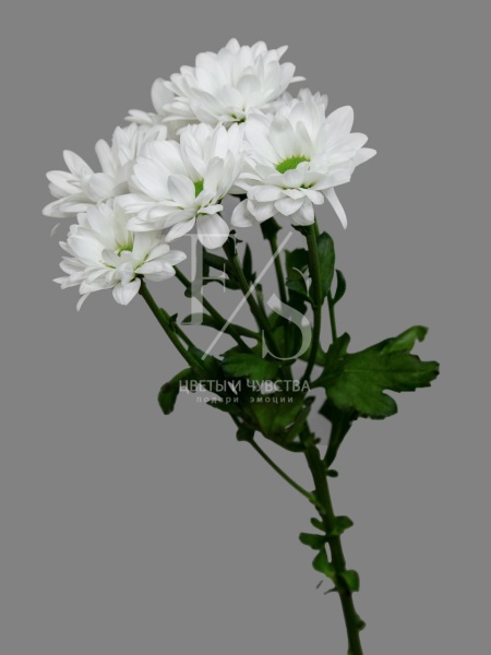 a1975c8a-8977-4ffc-91ab-101077655e5d