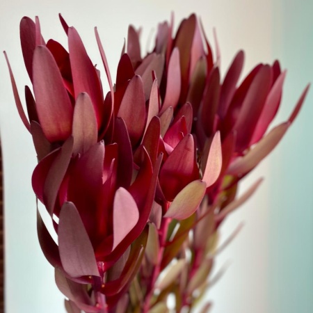 Леукадендрон (3)