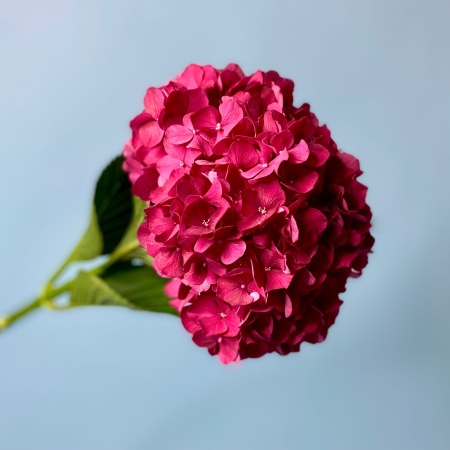 Малиновая гортензия (2)