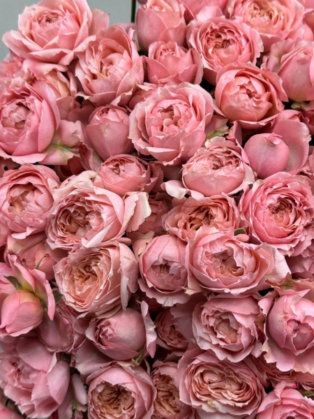 Срезка Роза КУСТОВАЯ Джульетта 50см (2)