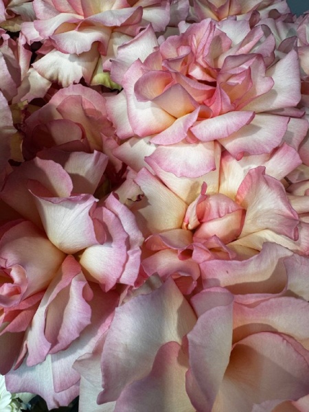 32cdd305-ffb1-4369-ad65-7590cf641eec