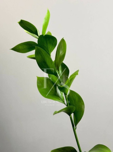 рускус рскус 2