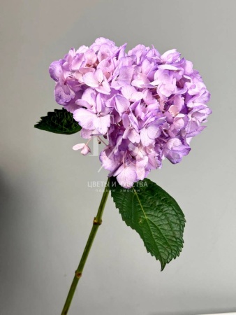 гортезия фиолетова 2