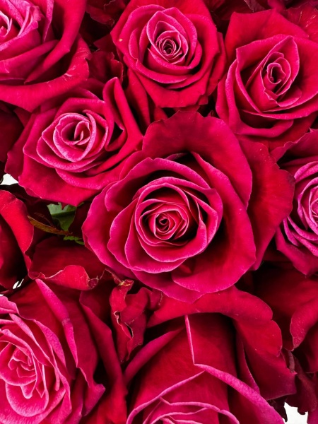 шан грила 60