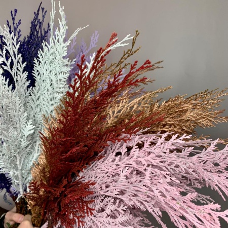 Можевельник крашенный (2)