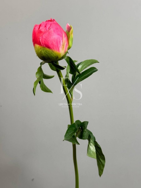 корал сансет 2