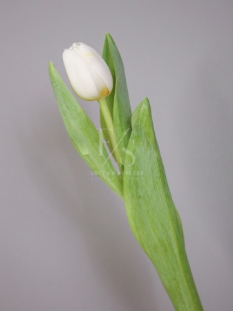 32106e85-2744-4bca-b854-93a859cdaf49