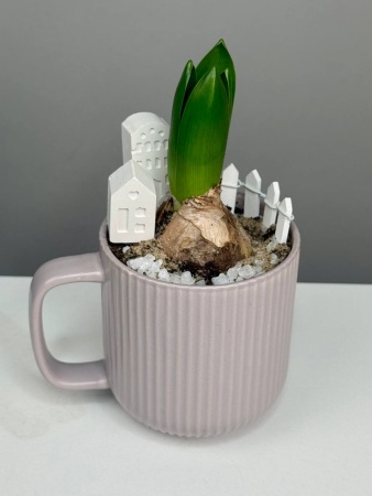 Композиция с первоцветами в чашке с гиацинтом. Гиацинт в городе М (3)