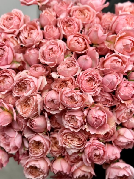 Срезка Роза КУСТОВАЯ Джульетта 50см (3)