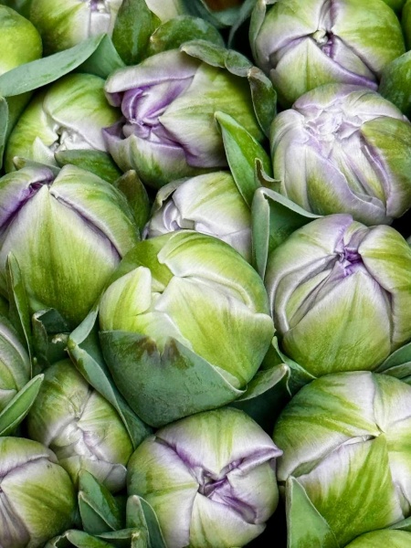 Срезка Тюльпан Симба