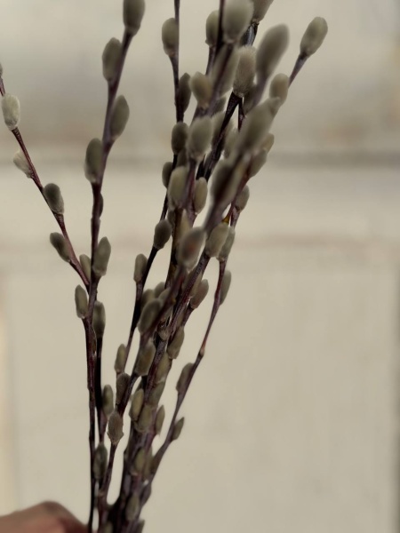 photo_2026-03-23_16-32-32 (2)