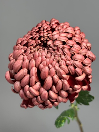 a9e2bc18-a9c3-489b-b30b-29badebdf79d