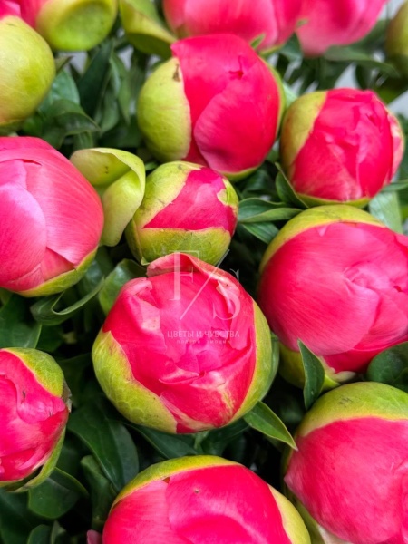 корал сасет