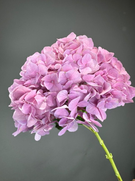 1bc69dba-7832-40a7-9110-b363d81176c4