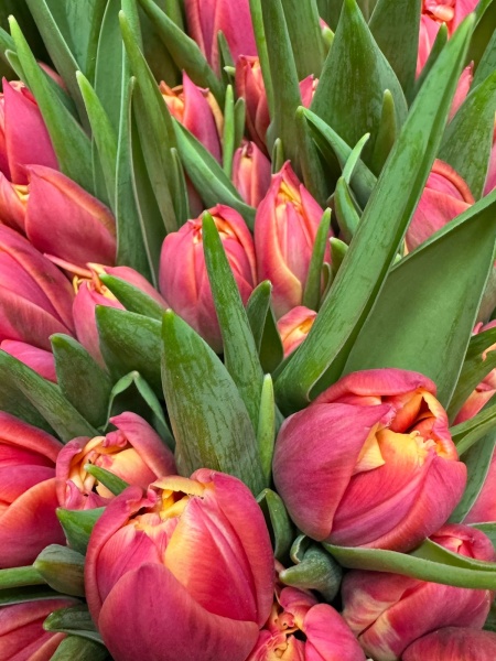 10842c21-7006-4e26-8911-f61a0e9b6392