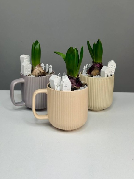 Композиция с первоцветами в чашке с гиацинтом. Гиацинт в городе М (1)