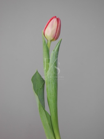 21093032-076f-4d82-ae7a-575b751fb750