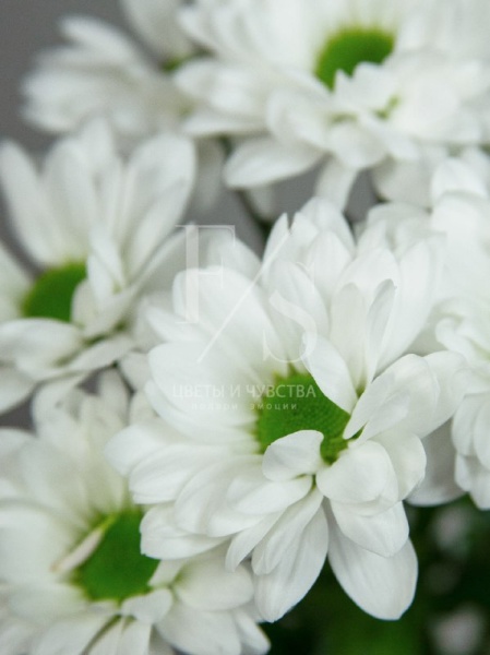 8fe3b954-969c-44cc-8cfa-bbe2da1d7b06