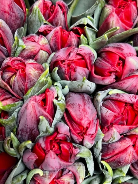 Срезка Тюльпан Ред Принцесс