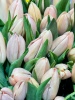 Срезка Тюльпан Тийс Бутс (1)