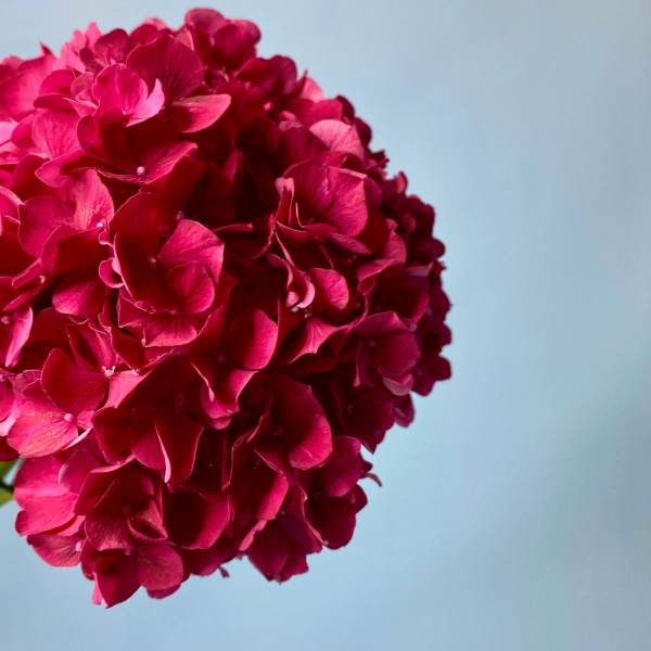 Малиновая гортензия (1)