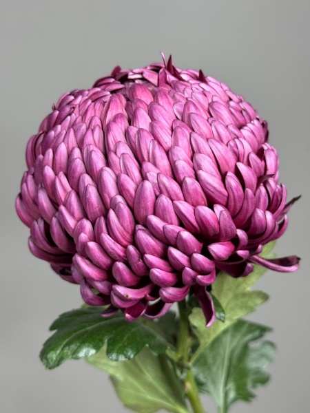 e2084c19-880f-4248-a54f-fab315e027a8