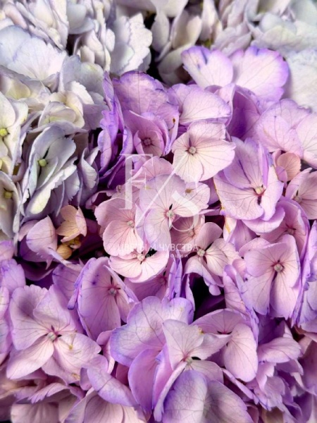 гортензия фиолетоая