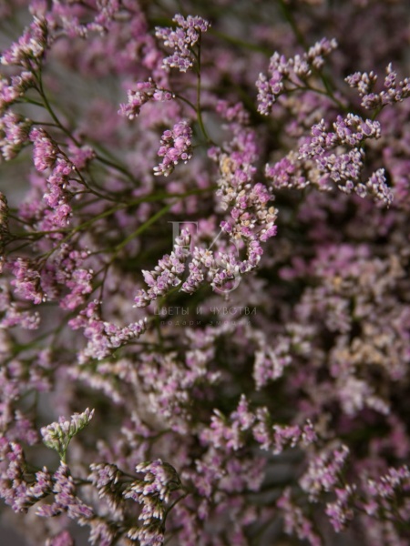 f2e8c27e-edd6-49c7-ab75-cb9320731672