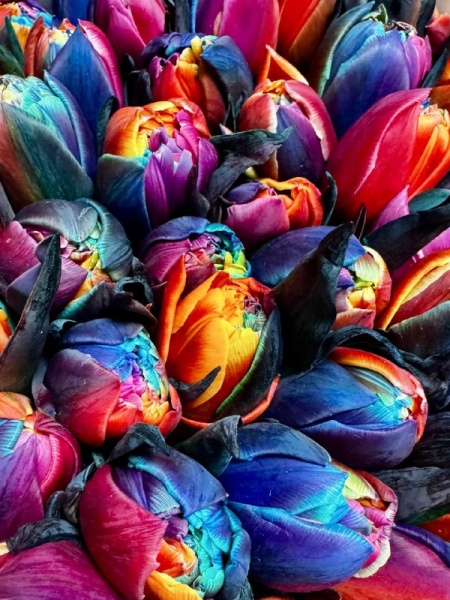 Срезка Тюльпан Радужный